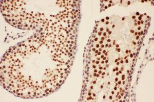 Anti-BRCA1 Picoband antibody,  IHC(P): Rat Testis Tissue