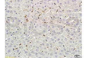 Formalin-fixed and paraffin embedded rat liver labeled with Rabbit Anti-phospho-CD32B(Tyr292) Polyclonal Antibody (ABIN761411) at 1:200 followed by conjugation to the secondary antibody and DAB staining.