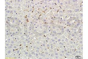 Formalin-fixed and paraffin embedded rat liver labeled with Rabbit Anti-phospho-CD32B(Tyr292) Polyclonal Antibody (ABIN761411) at 1:200 followed by conjugation to the secondary antibody and DAB staining.