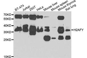Western blot analysis of extracts of various cell lines, using H2AFY antibody. (H2AFY anticorps)