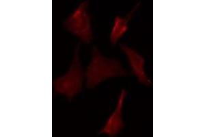 ABIN6275207 staining HeLa by IF/ICC. (LILRA1 anticorps  (N-Term))