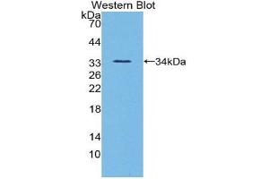 Western Blotting (WB) image for anti-Angiopoietin-Like 3 (ANGPTL3) (AA 22-281) antibody (ABIN1858003) (ANGPTL3 anticorps  (AA 22-281))