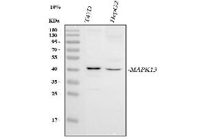 Western blot analysis of MAPK13 using anti-MAPK13 antibody (ABIN7599858).