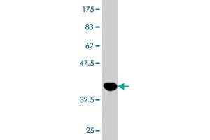 Western Blot detection against Immunogen (36.