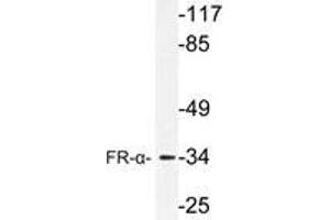 Western blot (WB) analysis of FR-α antibody in extracts from HUVEC cells.