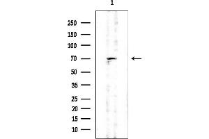 Western blot analysis of lysates from HUVEC cells, using APPBP2 Mouse Monoclonal Antibody at 1/1000 dilution.
