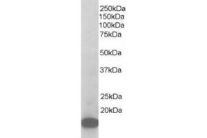 Image no. 1 for anti-Actin Related Protein 2/3 Complex, Subunit 3, 21kDa (ARPC3) (C-Term) antibody (ABIN374430) (ARPC3 anticorps  (C-Term))