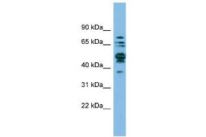WB Suggested Anti-SHMT1 Antibody Titration: 0.
