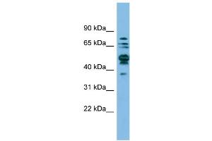 WB Suggested Anti-SHMT1 Antibody Titration: 0. (SHMT1 anticorps  (N-Term))