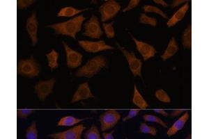 Immunofluorescence analysis of L929 cells using PGK2 Polyclonal Antibody at dilution of 1:100 (40x lens).