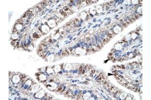 Immunohistochemical staining (Formalin-fixed paraffin-embedded sections) of human intestine with CCL18 polyclonal antibody  at 4-8 ug/mL working concentration. (CCL18 anticorps  (Internal Region))