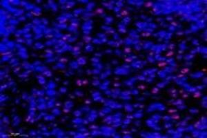 Immunofluorescent analysis of paraformaldehyde-fixed rat spleen using,APRIL (ABIN7072887) at dilution of 1: 600 (ANP32B anticorps)