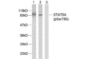 Western blot analysis of extracts from HeLa cells using STAT5A (phospho-Ser780) antibody (E011049). (STAT5A anticorps  (pSer780))