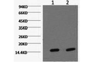 Western Blot analysis of Hela cells using COX4I1 Monoclonal Antibody at dilution of 1) 1:2000 2) 1:5000. (COX IV anticorps)