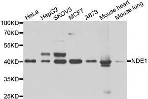 Western blot analysis of extracts of various cell lines, using NDE1 antibody (ABIN5974277) at 1/1000 dilution. (NDE1 anticorps)