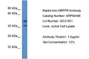 Western Blotting (WB) image for anti-Pyroglutamylated RFamide Peptide Receptor (QRFPR) (C-Term) antibody (ABIN2788468) (QRFPR anticorps  (C-Term))
