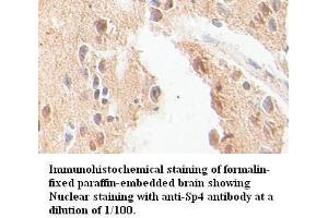 Image no. 1 for anti-Sp4 Transcription Factor (SP4) antibody (ABIN791158) (SP4 anticorps)