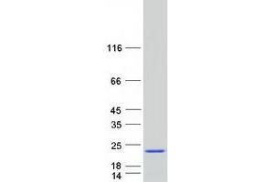 Validation with Western Blot