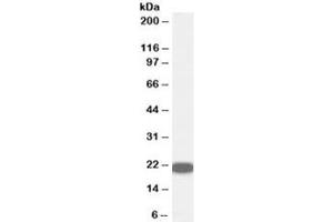 Western blot testing of human prostate lysate with RKIP antibody at 0. (PEBP1 anticorps)