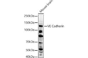 Western blot analysis of extracts of Mouse brain, using VE Cadherin antibody (ABIN3015298, ABIN3015299, ABIN3015300 and ABIN6213971) at 1:500 dilution. (Cadherin 5 anticorps  (AA 259-358))