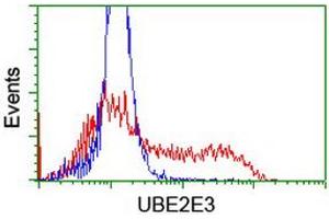 Image no. 2 for anti-Ubiquitin-Conjugating Enzyme E2E 3 (UBE2E3) antibody (ABIN1501620)