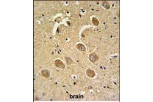 CASP3(Asp175) Antibody (ABIN651176 and ABIN2840112) IHC analysis in formalin fixed and paraffin embedded human brain tissue followed by peroxidase conjugation of the secondary antibody and DAB staining.