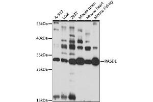 Western blot analysis of extracts of various cell lines, using R antibody (ABIN7269879) at 1:1000 dilution. (RASD1 anticorps  (AA 132-281))