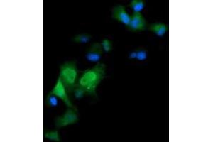Image no. 4 for anti-ERG, ETS transcription factor (ERG) antibody (ABIN1498078) (ERG anticorps)