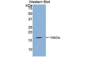 Western Blotting (WB) image for anti-Quiescin Q6 Sulfhydryl Oxidase 1 (QSOX1) (AA 394-519) antibody (ABIN1860392) (QSOX1 anticorps  (AA 394-519))