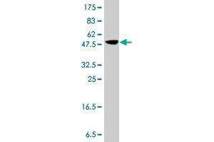 Western Blot detection against Immunogen (37.