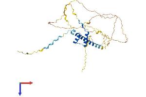 AlphaFold protein structure predicition of Mouse Recombinant Hmx3 Protein, UniprotID P42581