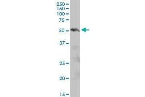 PIAS2 MaxPab polyclonal antibody.