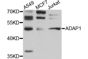 Western blot analysis of extracts of various cell lines, using ADAP1 antibody (ABIN5972533) at 1/1000 dilution. (ADAP1 anticorps)