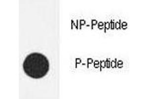 Dot blot analysis of phospho-eNos antibody. (ENOS anticorps  (pSer1177))