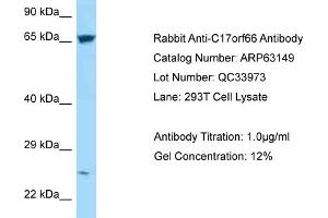 Western Blotting (WB) image for anti-Chromosome 17 Open Reading Frame 66 (C17orf66) (C-Term) antibody (ABIN2789392) (C17orf66 anticorps  (C-Term))