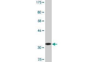 Western Blot detection against Immunogen (32.