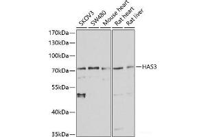 Western blot analysis of extracts of various cell lines using HAS3 Polyclonal Antibody at dilution of 1:1000. (HAS3 anticorps)