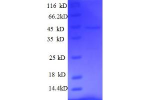 SDS-PAGE (SDS) image for Fas Apoptotic Inhibitory Molecule 3 (FAIM3) (AA 18-262), (Extracellular) protein (His-SUMO Tag) (ABIN5709493)