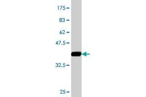 Western Blot detection against Immunogen (36. (ATL1 anticorps  (AA 1-100))