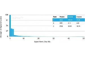 Analysis of Protein Array containing more than 19,000 full-length human proteins using Endoglin / CD105 Mouse Monoclonal Antibody (ENG/3269).