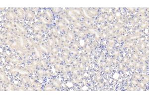 Detection of TUFT in Mouse Kidney Tissue using Polyclonal Antibody to Tuftelin (TUFT) (TUFT (AA 1-390) anticorps)