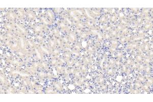 Detection of TUFT in Mouse Kidney Tissue using Polyclonal Antibody to Tuftelin (TUFT) (TUFT1 anticorps  (AA 1-390))