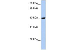 WB Suggested Anti-SELENBP1 Antibody Titration:  0. (SELENBP1 anticorps  (C-Term))