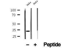 Western blot analysis of extracts of HeLa cells, using ASRGL1 antibody. (ASRGL1 anticorps  (Internal Region))