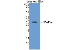 Western Blotting (WB) image for anti-Interleukin-27 subunit beta (IL-27b) (AA 21-229) antibody (ABIN3201742) (EBI3 anticorps  (AA 21-229))