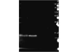 Rabbit anti B-Phycoerythrin antibody (200-4199 lot 25411) was used to detect B-Phycoerythrin under reducing (R) conditions.
