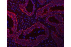 IF analysis of SCO1 using anti-SCO1 antibody (ABIN7600609). (SCO1 anticorps  (AA 21-301))