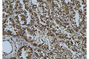 ABIN6268689 at 1/100 staining Mouse testis tissue by IHC-P. (HMOX2 anticorps  (Internal Region))