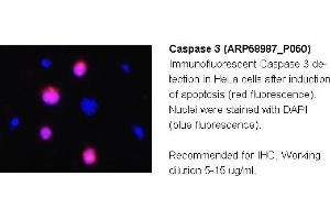 Image no. 2 for anti-Caspase 3 (CASP3) (C-Term) antibody (ABIN2787903) (Caspase 3 anticorps  (C-Term))