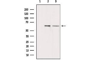 Western blot analysis of extracts from various samples, using ARSH Antibody. (Arylsulfatase H anticorps)